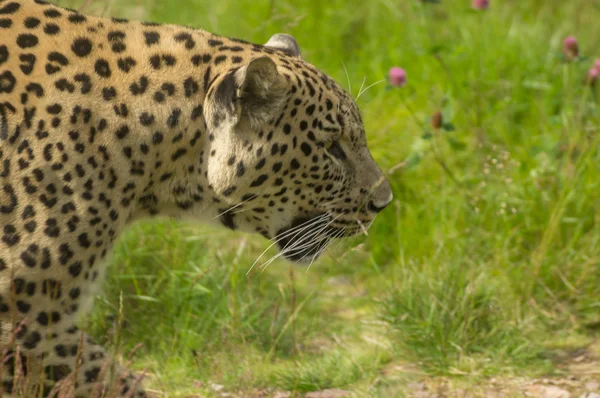 A jaguar on parol — Stock Photo, Image