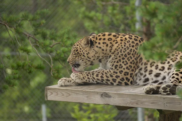 A jaguar, mosás — Stock Fotó