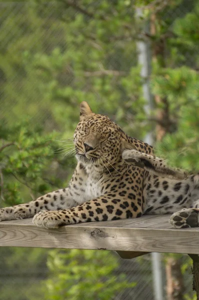 A jaguar washing — Stock Photo, Image