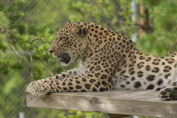 Een jaguar wassen — Stockfoto