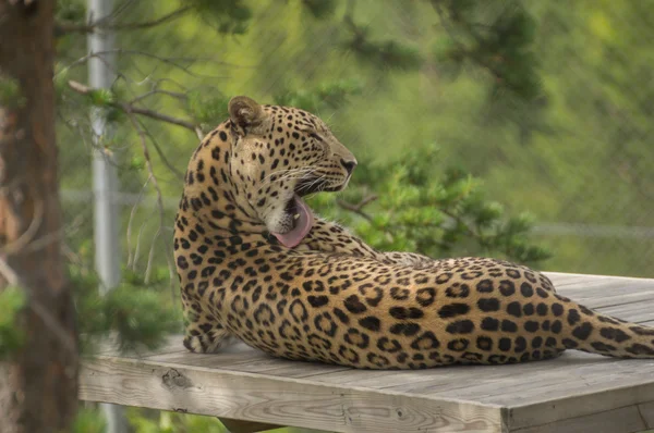 A jaguar, mosás — Stock Fotó