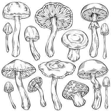 Elle çizilmiş siyah beyaz orman. Yenebilir mantar koleksiyonu. Sağlıklı gıda çizimi. Menü tasarımı, etiket, simge, tarif, paketleme ve web için kullanılabilir. Botanik vektör kümesi