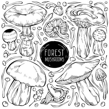 Güzel el yapımı orman seti. Değişik yabani mantar, yaprak ve böğürtlen içeren siyah ve beyaz vektör koleksiyonu. Menü tasarımı, etiket, simge, tarif, paketleme ve web için kullanılabilir. Yaratıcı mevsimsel tasarım