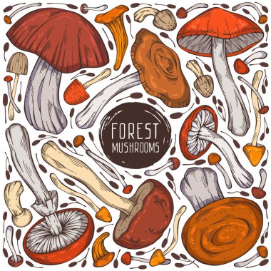 Güzel el yapımı orman seti. Değişik mantar ve yabani otlardan oluşan renkli bir vektör koleksiyonu. Menü tasarımı, etiket, simge, tarif, paketleme ve web için kullanılabilir. Yaratıcı mevsimsel tasarım