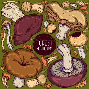 Güzel el yapımı orman seti. Değişik yaban mantarları ve sonbahar yapraklarından oluşan renkli bir vektör koleksiyonu. Menü tasarımı, etiket, simge, tarif, paketleme ve web için kullanılabilir. Yaratıcı mevsimsel tasarım