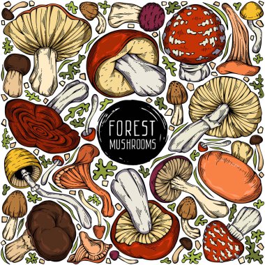 Güzel el yapımı orman seti. Değişik yaban mantarları, yosun ve otlardan oluşan renkli bir vektör koleksiyonu. Menü tasarımı, etiket, simge, tarif, paketleme ve web için kullanılabilir. Yaratıcı mevsimsel tasarım