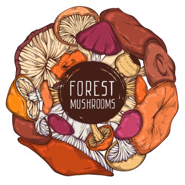 Renkli el yapımı vahşi orman mantar koleksiyonu. Dairesel şirin çerçeve. Menü tasarımı, tarif, etiket, simge, tarif, paketleme ve web için kullanılabilir. Çizgi film tarzı. Botanik çizimi