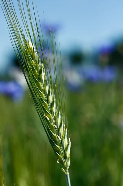 Espiga de cebada — Foto de Stock