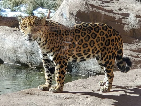 Jaguar Acecho —  Fotos de Stock