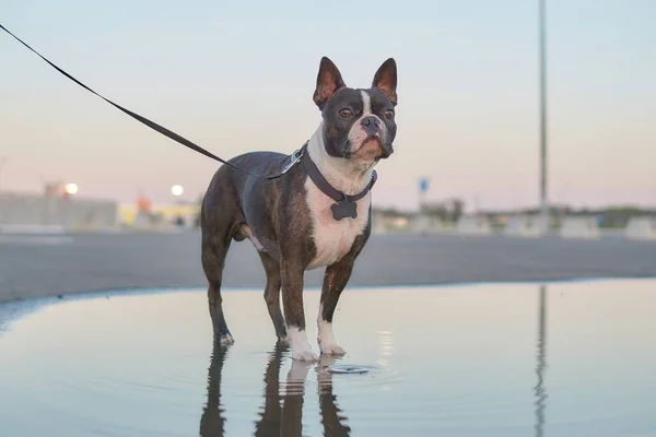 A young male Boston Terrier