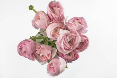 Beyaz arkaplanda pembe çiçekler