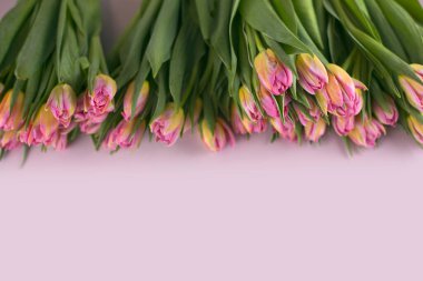 Pembe laleli sade arkaplan