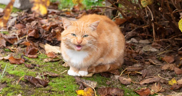 Meowing red cat in the garden. Autumn Time. Horizontal orientation.