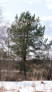 Erken bahar manzarası, eriyen karlı bir tarlada tek bir çam ağacı. Dikey yönelim. 