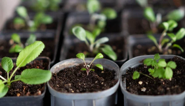 Blomkruka med färska groddar av blomma. Unga gröna groddar i plantfacket under fönsterljus. Närbild. — Stockfoto