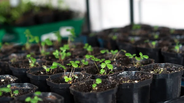 Jonge aardbeien in zaadbak bij het raam. Bloempotten met verse spruiten van bessen. Selectieve focus. — Stockfoto