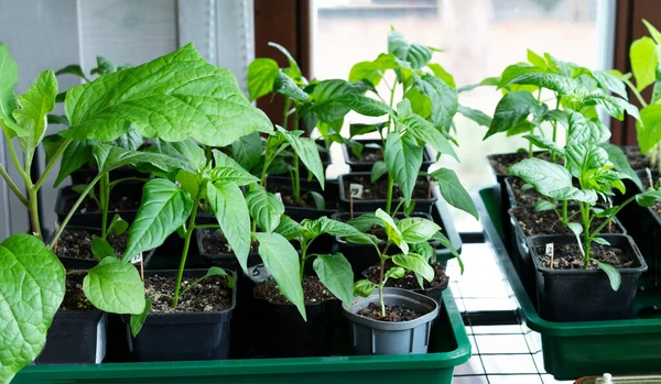 Ung grön paprika groddar groddar i planteringsbricka nära fönstret. Bulgarisk peppar, paprikapulver som växer i små krukor. Vegetabilisk plantering i huset. Selektivt fokus. Närbild. — Stockfoto