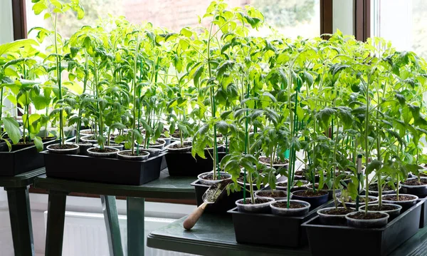 Jovens brotos de mudas de tomate verde em bandeja de mudas perto da janela. Plantando sementes na primavera. Mudas de tomates crescendo em pequenos vasos. Plantação de vegetais em casa. Foco seletivo. — Fotografia de Stock