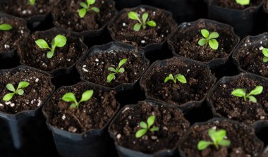 Flowerpot with fresh sprouts of flower. Young green seedling sprouts in seedling flower pots. Close-up. Selective focus.