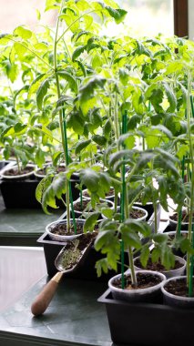 Young green tomato seedling sprouts in seedling tray near the window. Tomatoes seedling growing in small pots. Vegetable plantation in house. Selective focus. Vertical orientation.