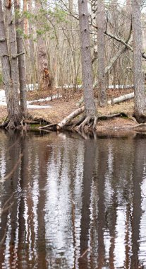Tree roots on the river bank. Early spring landscape. Naked forest, calm water of small river with reflection. National park, nature reserve, protected area. Vertical orientation. 