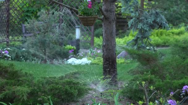 自動散水草、灌漑。庭用灌漑システム. — ストック動画