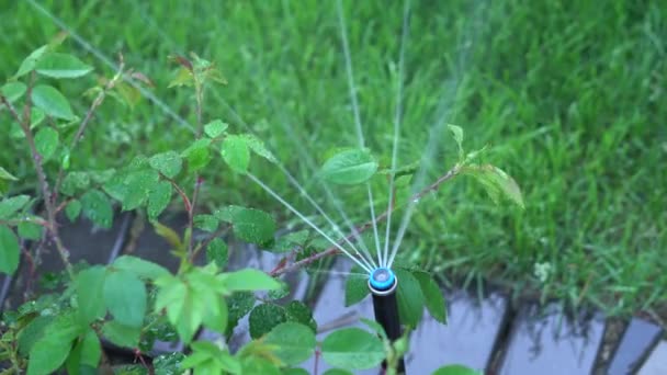 Sprinklerová hlava stříká vodu na zelenou trávu reklamní růže, zavlažování. Zavlažování. — Stock video