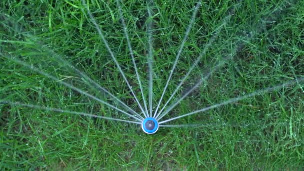 Trädgårdsbevattning. Sprinklerhuvud sprutar vatten över gräs. Bevattning. Ovanifrån. — Stockvideo