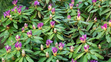Mor Rododendron çiçekleri tomurcuklanıyor. Bahar bahçesinde çiçek açan Rhododendron. Çiçek arkaplanı. Seçici odak.