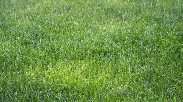La textura de la superficie de hierba verde natural para el fondo, fondo de pantalla. Campo de hierba o prado. Concepto ideal utilizado para copiar espacio, texto. — Foto de Stock