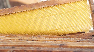 Frame with honeycombs inside hives for bees. Healthy eating. Beekeeping concept. Selective focus.  clipart