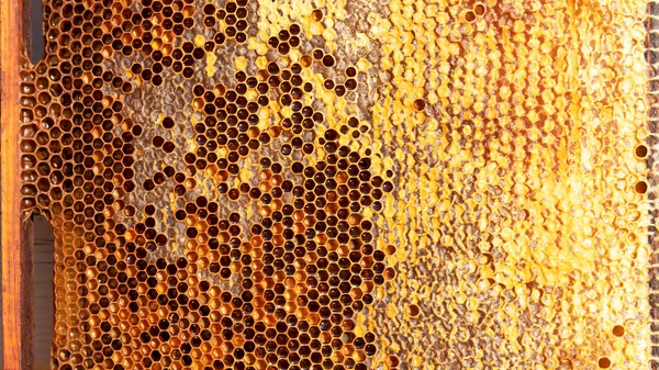 Marco con panal de abeja con dulce miel dorada. Alimentación saludable. Concepto apícola. Panales sellados con perga y polen. —  Fotos de Stock