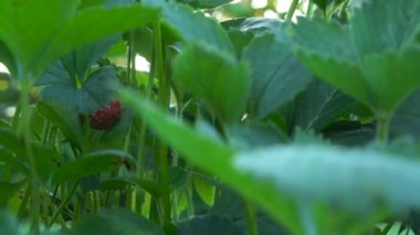Gün batımında meyve çiftliğindeki çilek tarlasına yakın çekim. 