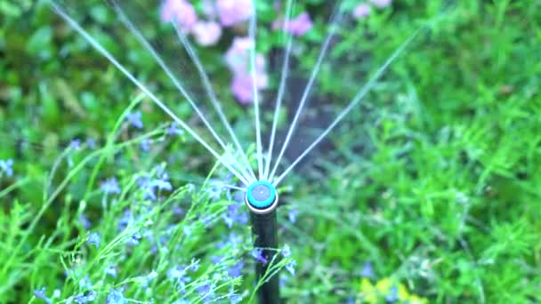 Sprinkler pulverizando água sobre a grama, flores azuis. Irrigação. Rega no jardim. — Vídeo de Stock