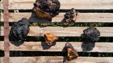 Ahşap bir arka planda doğal Chaga huş ağacı mantarı parçaları. Üst Manzara. Seçici odak.