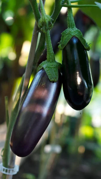 Close-up van aubergines of aubergines die groeien met broeikaseffect. Landbouw en landbouwconcept. Het is tijd om te oogsten. Verticale oriëntatie. — Stockfoto