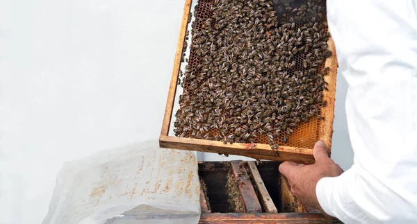 El apicultor comprueba los marcos con panal, miel dorada dulce y abejas. Concepto apícola. Copiar espacio. — Foto de Stock