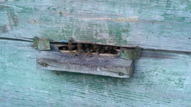 Arılar kovana doğru uçar. Arıcılık konsepti. Yakın plan. Yavaş çekim.