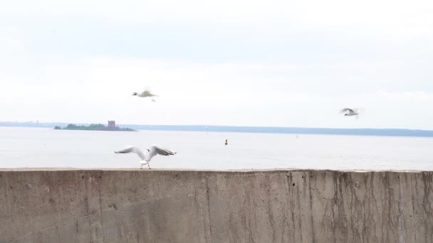 Vista mar com gaivotas de cabeça preta pousando em um cais. — Vídeo de Stock