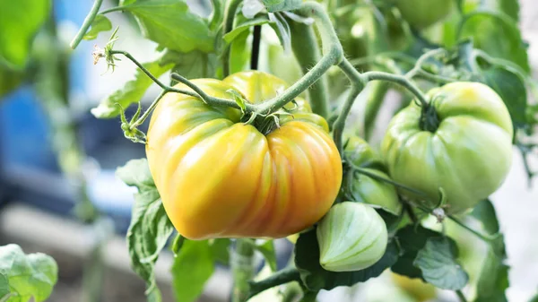 Crescendo tomate amarelo, florescendo, amadurecendo de tomates. Conceito de agricultura. Foco seletivo. — Fotografia de Stock