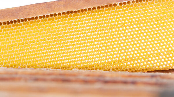 Close-up of frame with honeycombs inside hives for bees. Healthy eating. Beekeeping concept. Selective focus. 