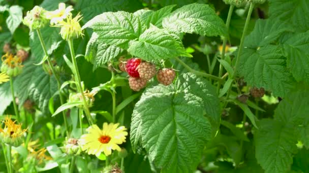 156 Bio foods Videos, Royalty-free Stock Bio foods Footage | Depositphotos