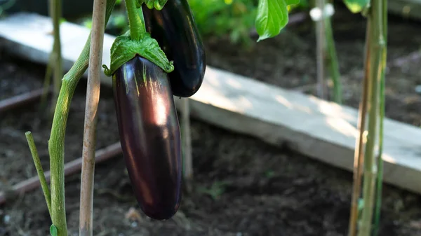 Eggplant or aubergine bush growing with greenhouse effect. Agriculture and farming concept. It is time to harvest. Organic vegetables. — Stock Photo, Image