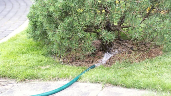 El pino en el jardín veraniego riegan de las aguas de la manguera. Riego. — Foto de Stock