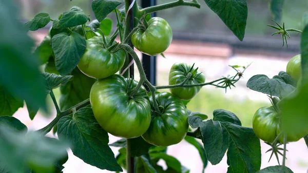 Crescimento variedade de tomate verde, amadurecimento de tomates. Conceito de agricultura. Foco seletivo. — Fotografia de Stock