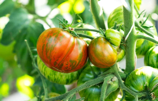 Growing red striped tomato variety, ripening of tomatoes. Farming concept. Selective focus. — Stock Photo, Image