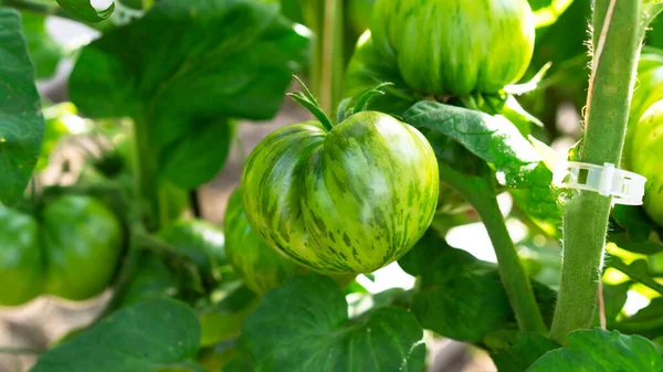 Καλλιέργεια πράσινης ριγέ ποικιλίας ντομάτας, ωρίμανση τομάτας. Αγροτική ιδέα. Επιλεκτική εστίαση. — Φωτογραφία Αρχείου