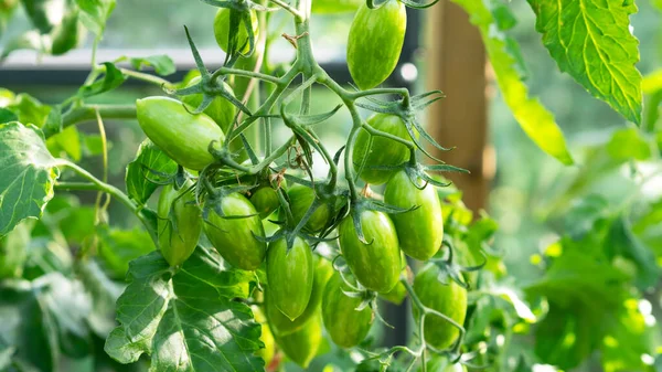 Crescer variedade de tomate verde em forma de ameixa, amadurecimento de tomates. Conceito de agricultura. Foco seletivo. — Fotografia de Stock