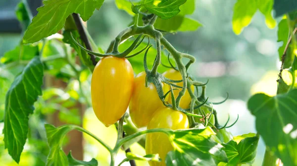 Crescimento de tomate amarelo em forma de ameixa, florescendo, amadurecimento de tomates. Conceito de agricultura. Foco seletivo. — Fotografia de Stock