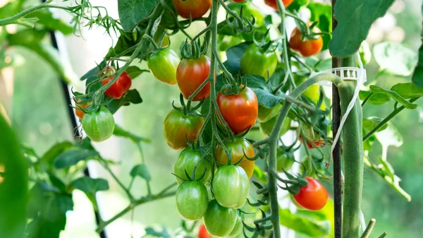 Cultivando tomate cereja, florescendo, amadurecendo de tomates. Conceito de agricultura. Foco seletivo. — Fotografia de Stock